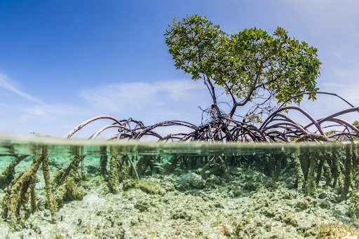 Mbweni Mangrove Beach